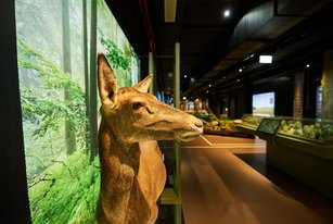 Innenansicht Botschaft der Widtiere