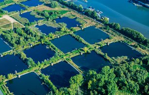Luftaufnahme der Wasserkunst Elbinsel Kaltehofe